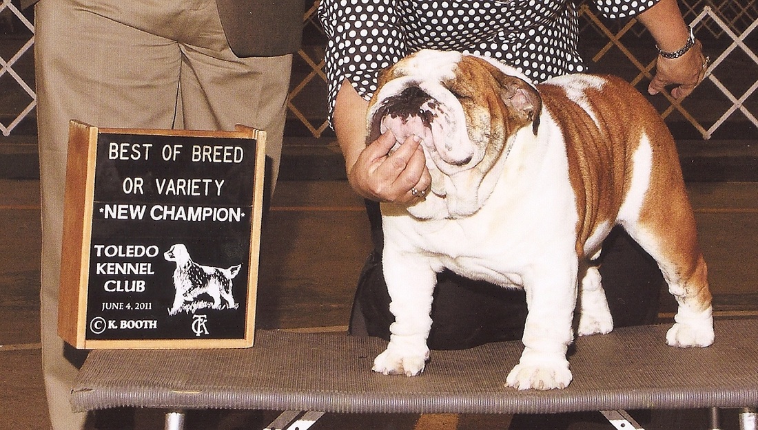 Champion Akc English Bulldog Stud Service Bean Bulldogs