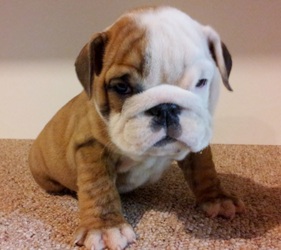 champion sired english bulldog puppies for sale