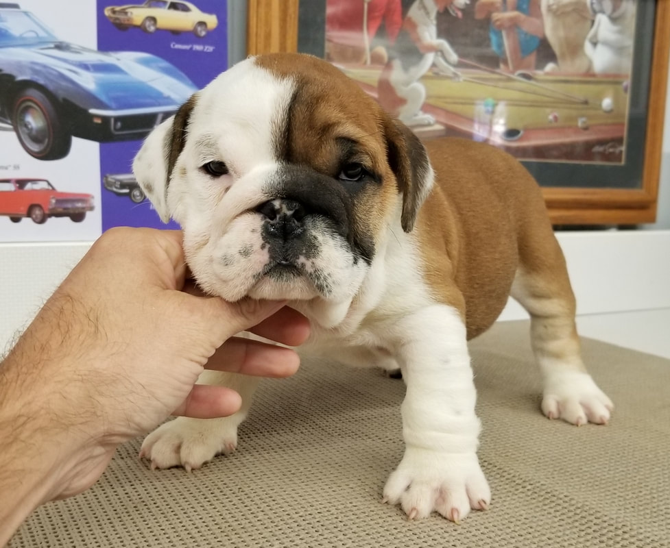 Available AKC Champion Sired English Bulldog Puppies for sale and ...