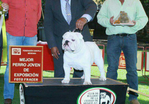 Champion AKC English Bulldog Stud Service - Bean Bulldogs