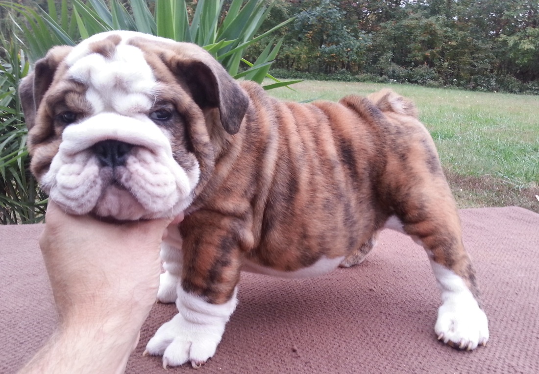Available AKC Champion Sired English Bulldog Puppies for