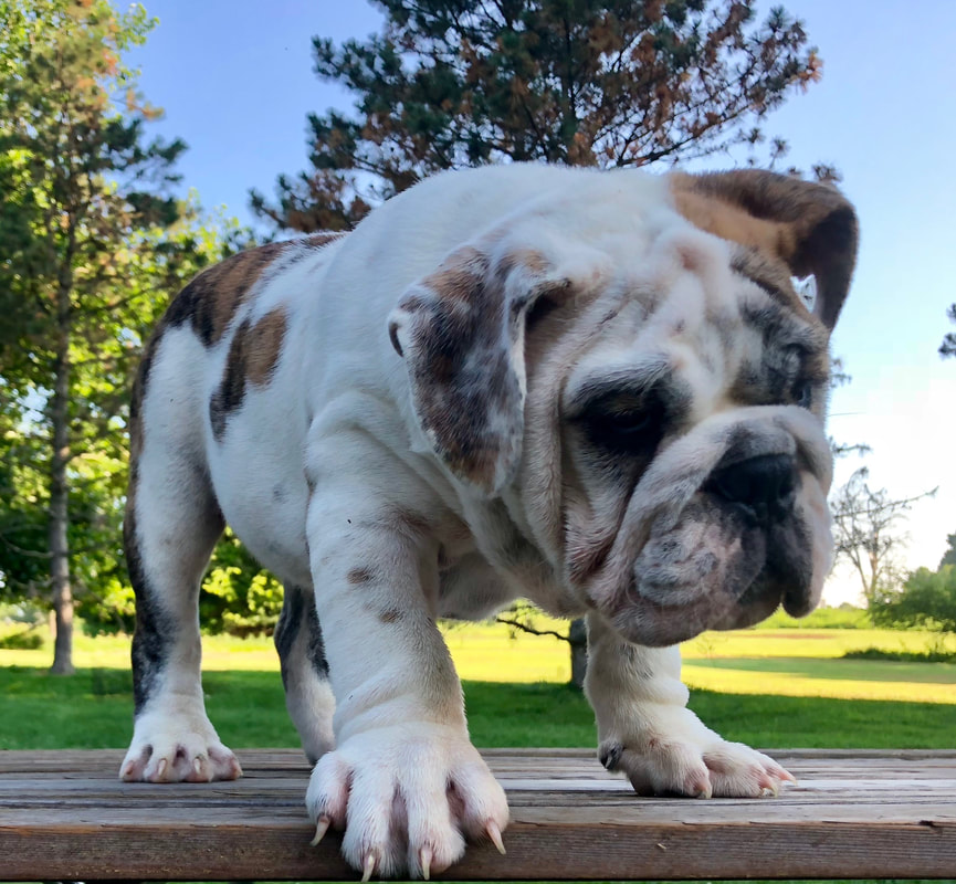 Available AKC Champion Sired English Bulldog Puppies for sale and ...
